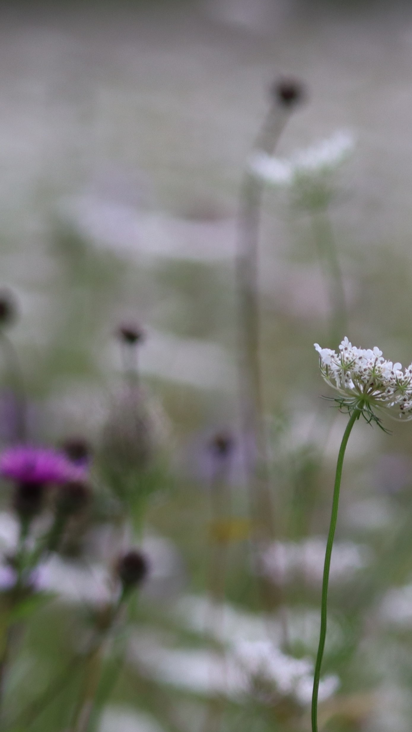 A white wild flower stands tall, symbolising growth and resilience in a natural setting.